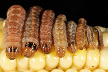 cutworm