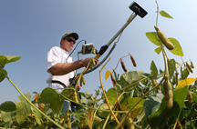 Leaf reflectance data