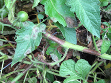 tomato plant stems with late blight