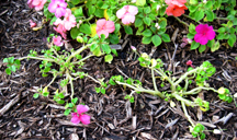 impatiens plants with downy mildew