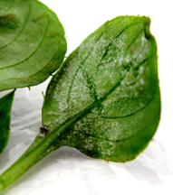 underside impatiens leaf