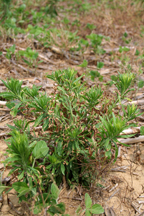 marestail weed