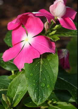 Horticulture Gardens