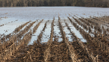 flooded field