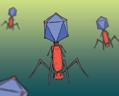 Phage invasion