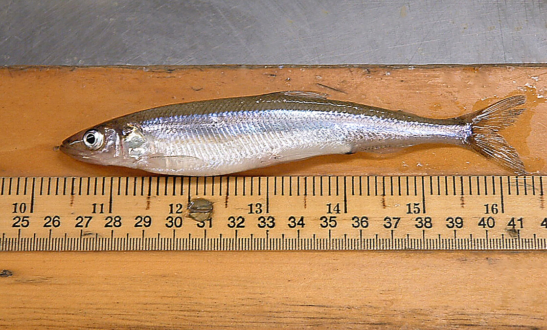 Causes of Great Lakes smelt population decline are complex