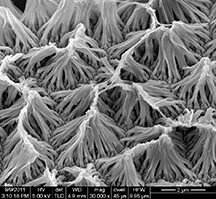Polyprrole nanowires