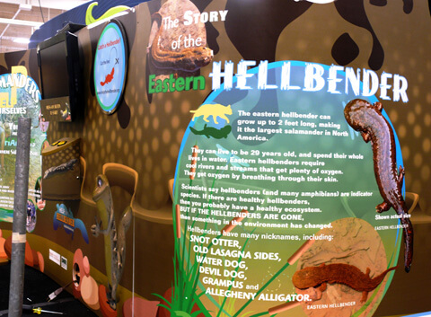 hellbender fair exhibit