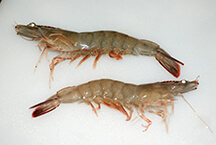 Rode-Shrimp