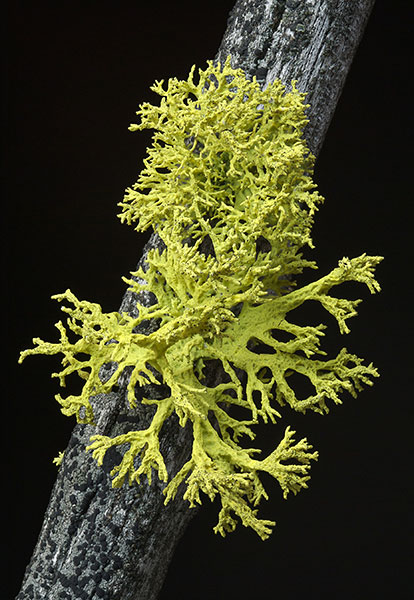 Aime lichen