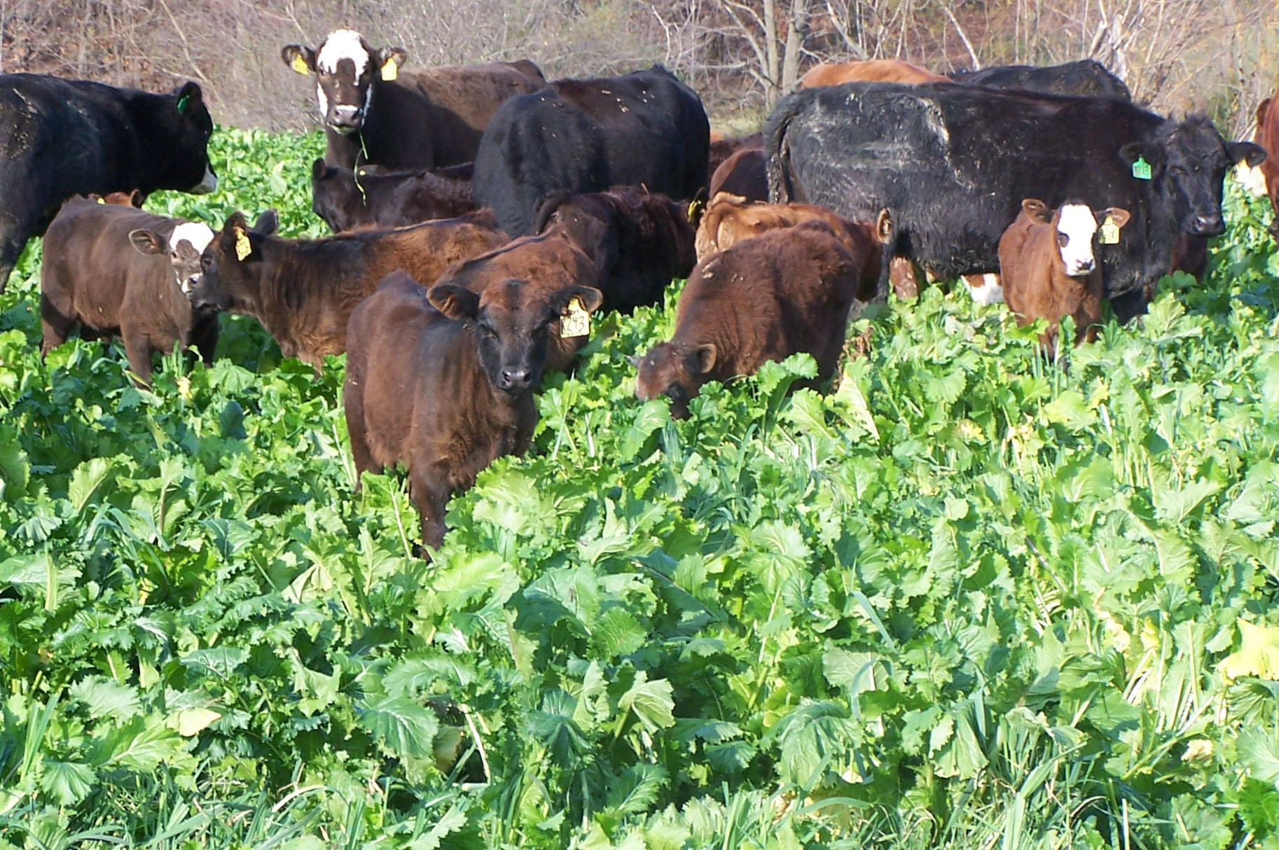 Indiana Forage Council to spotlight low-lignin alfalfa, annual forage ...