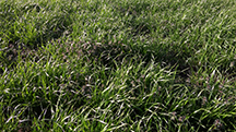 Legleiter ryegrass