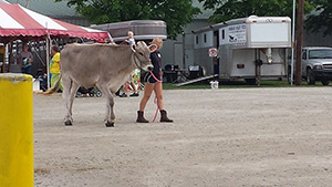 Cow at county 4-H fair