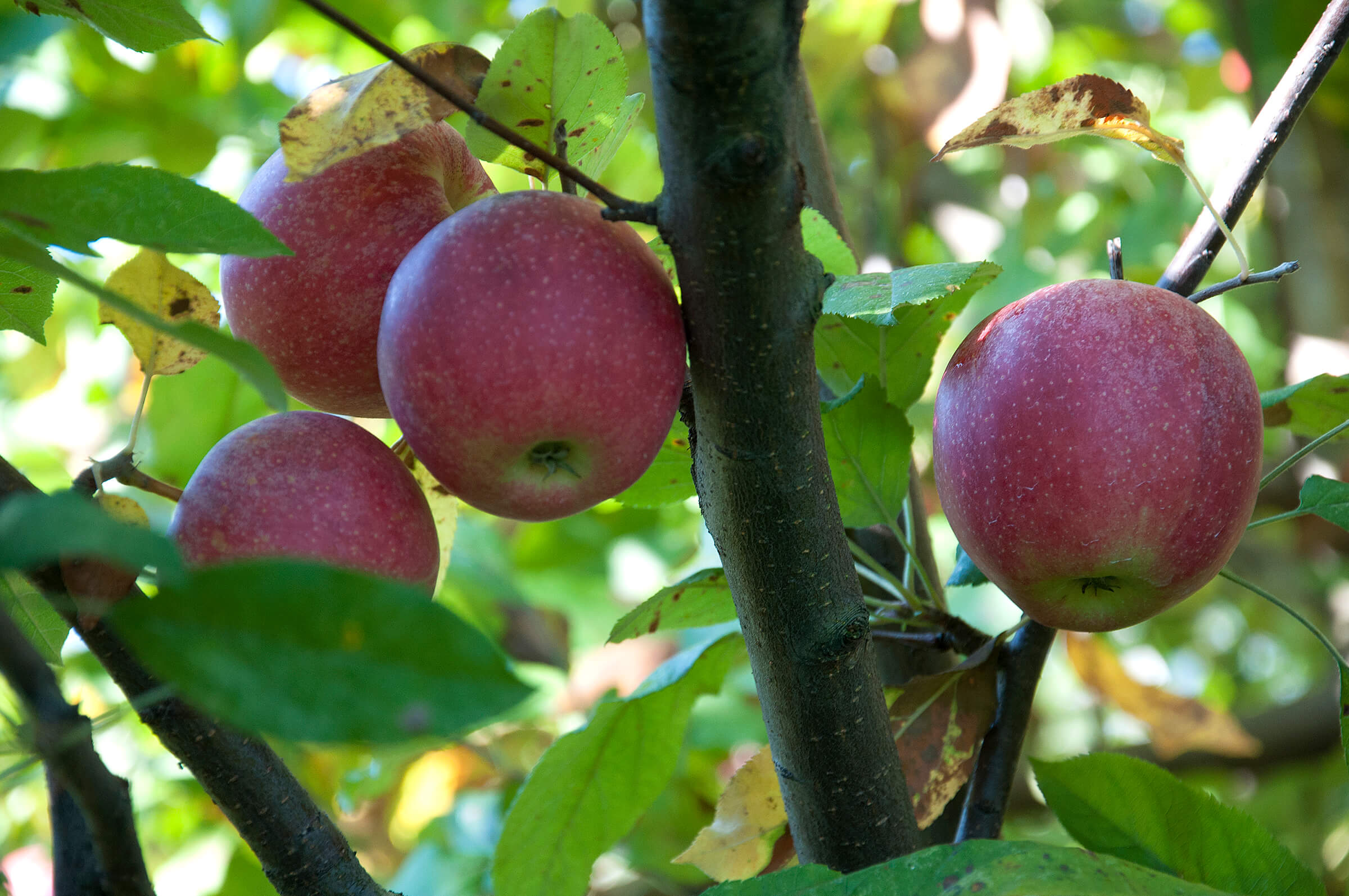 Red Apple Cultivars: Growing Apple Trees With Red Fruit