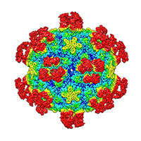 Surface view of common cold virus
