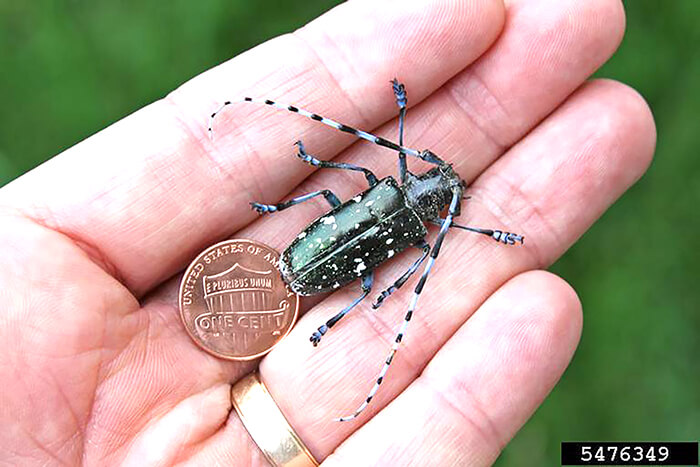 Asian long-horned beetle