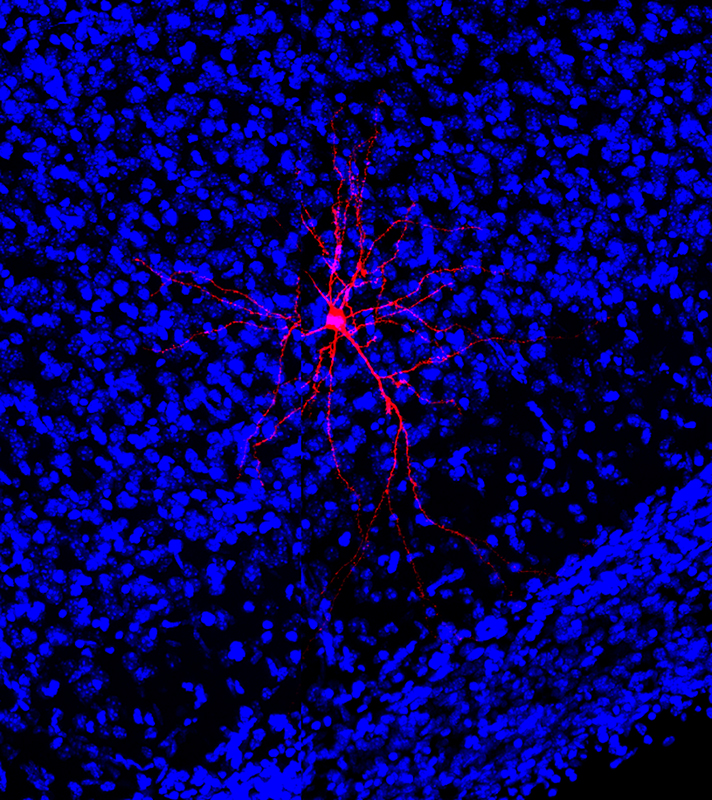 Neuron function