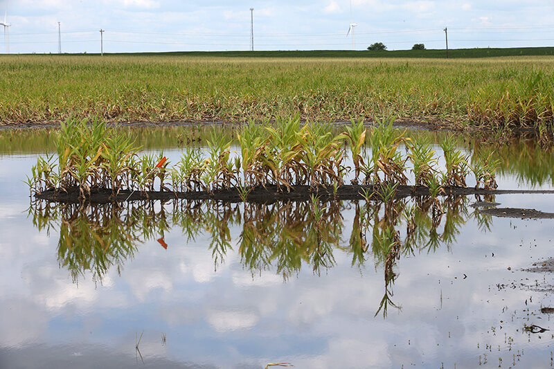 Nielsen planting