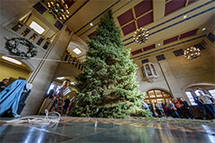 PMU Christmas tree arrives