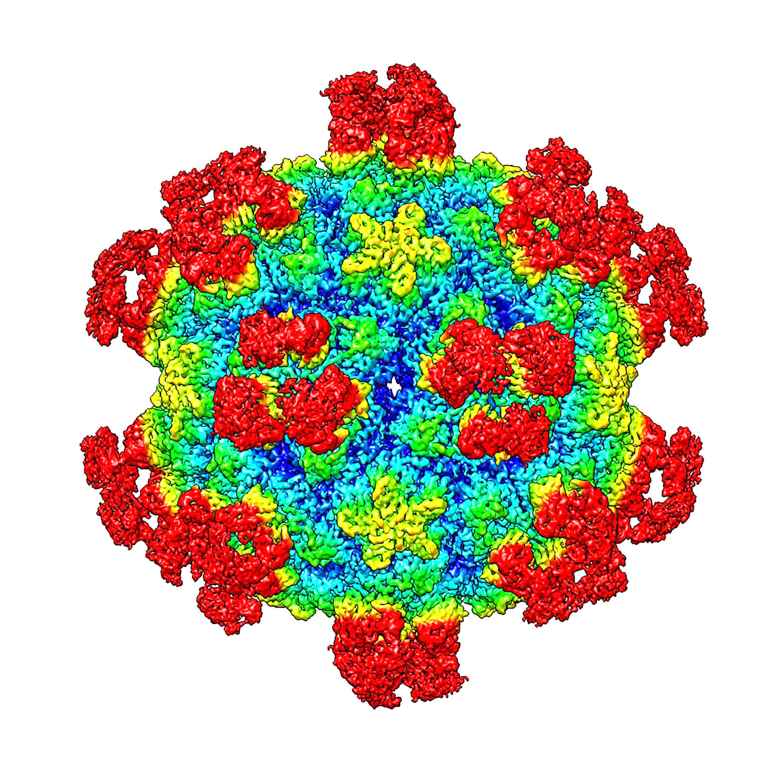 New Mechanism To Destroy Viruses Could Lead To Future Therapies Purdue University News