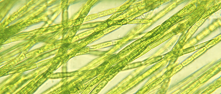 Slider algae