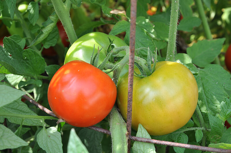 tomato workshop