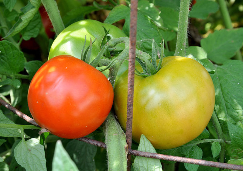 Zhu tomatoes