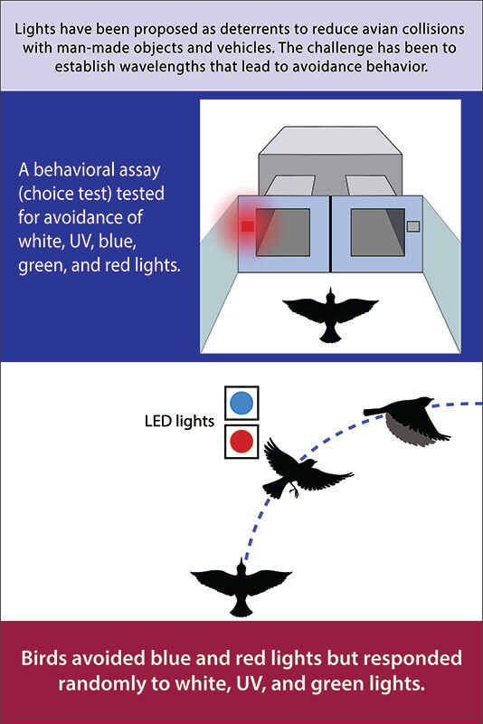 Birds infographic