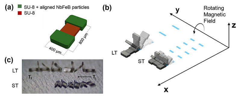 Cappelleri microtumschematic