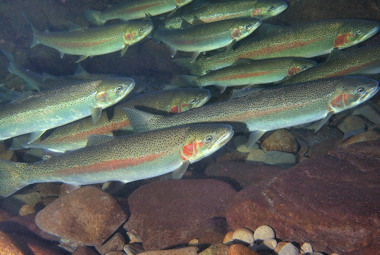 Ocean-migrating trout adapt to freshwater environment in 120 years