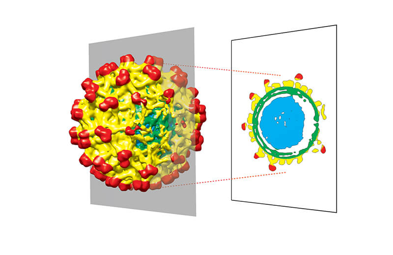 Icosahedral viruses