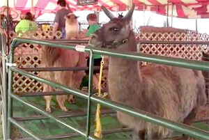 llama at Tippecanoe County fair