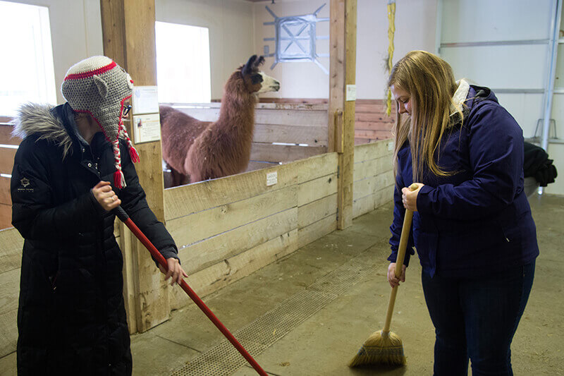 Students sweeping hay at Columbian Park Zoo