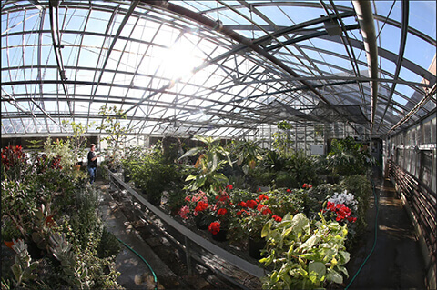 image inside greenhouse