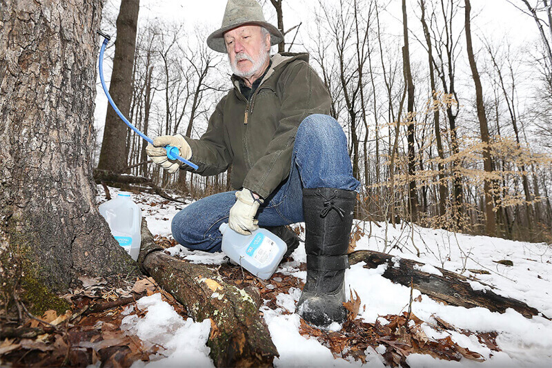 Larry Murdock harvesting maple sugar water
