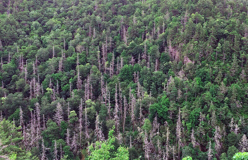 Great Smoky Mountains