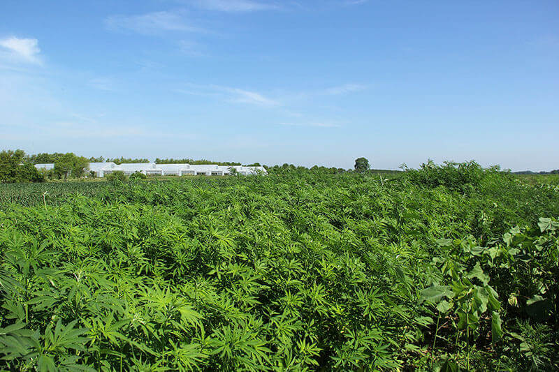 hemp field