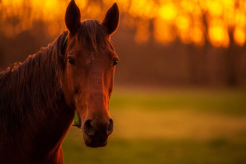 Horse asthma