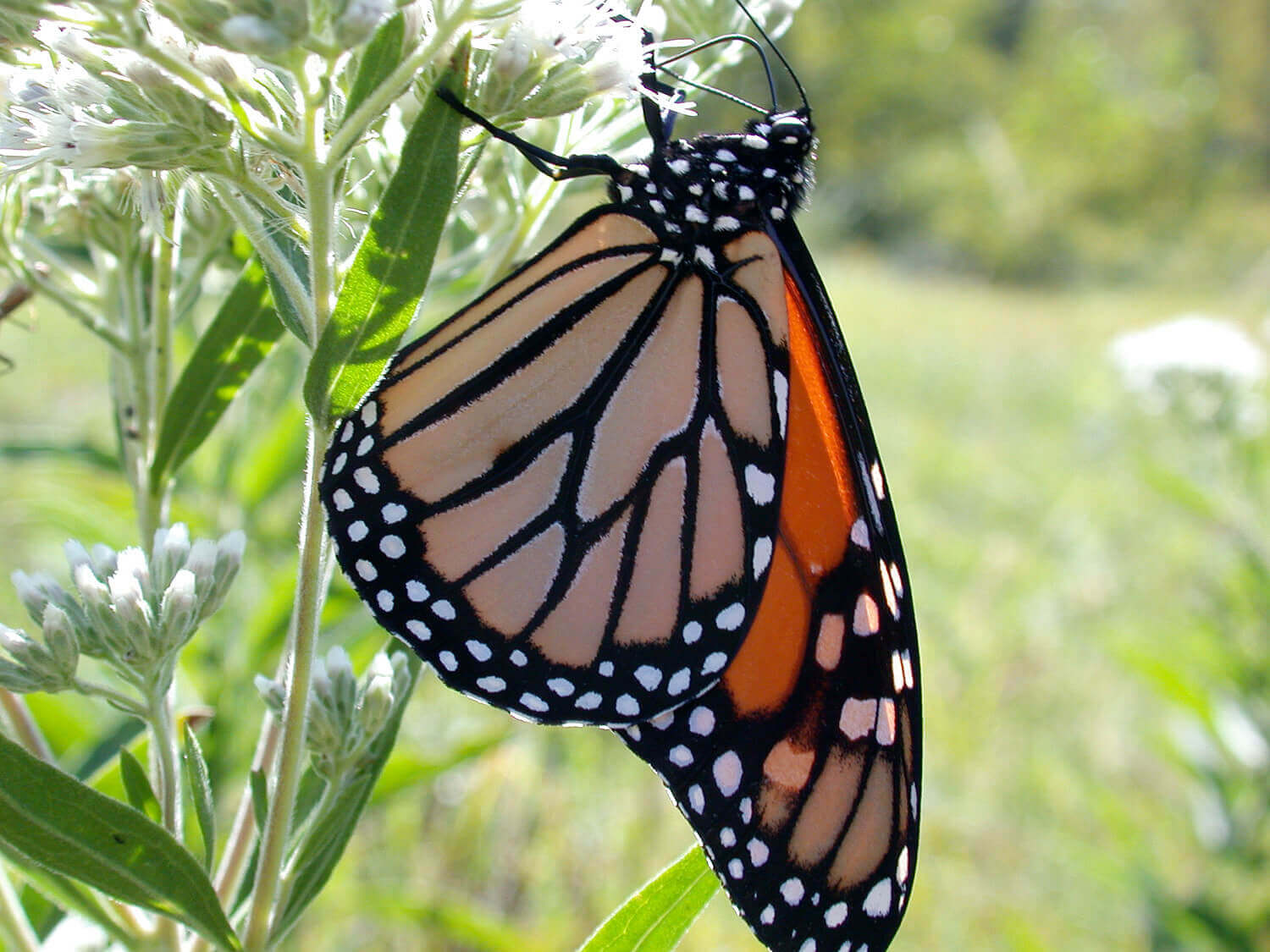 Enter for your chance to win a free Monarch Butterfly Kit
