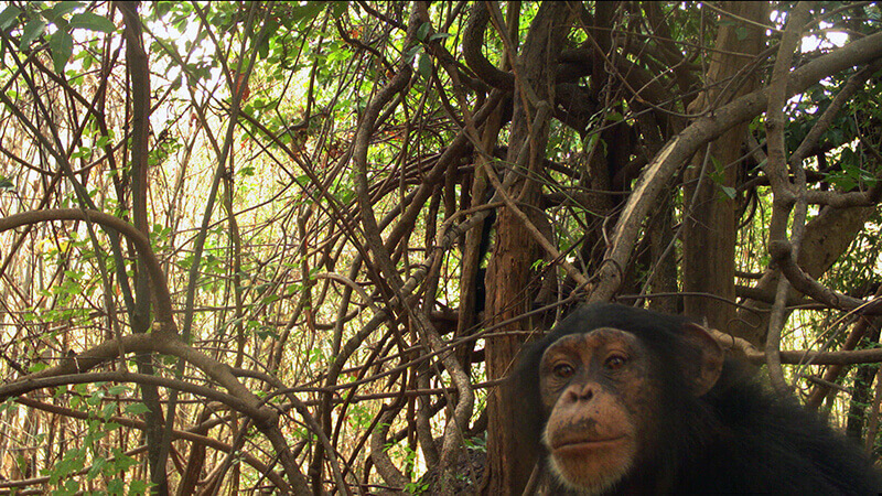 Lindshield chimp