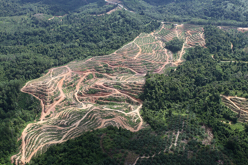 malaysia-deforestation