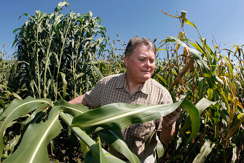 Carpita in field of biomass sorghum 