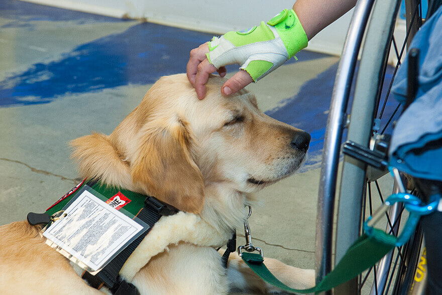 Service dogs benefit the well-being of their handlers, research shows -  Purdue University News