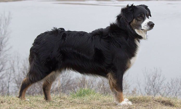dog standing outdoors