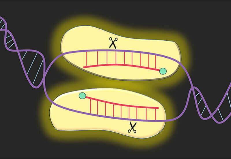 illustration, scissors and DNA