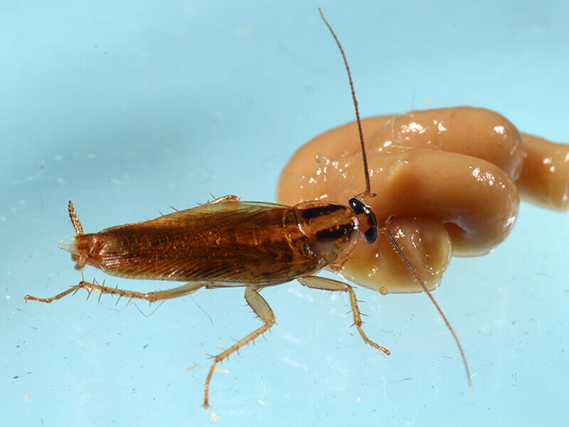Cockroach feeds on insecticide