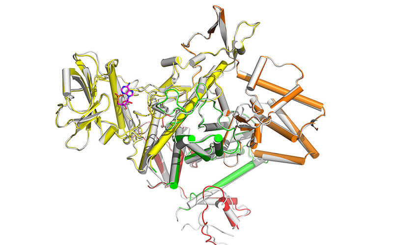 protein discovered in Legionella pneumophila