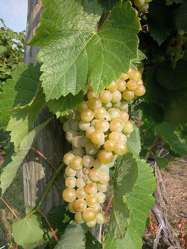 traminette-grapes