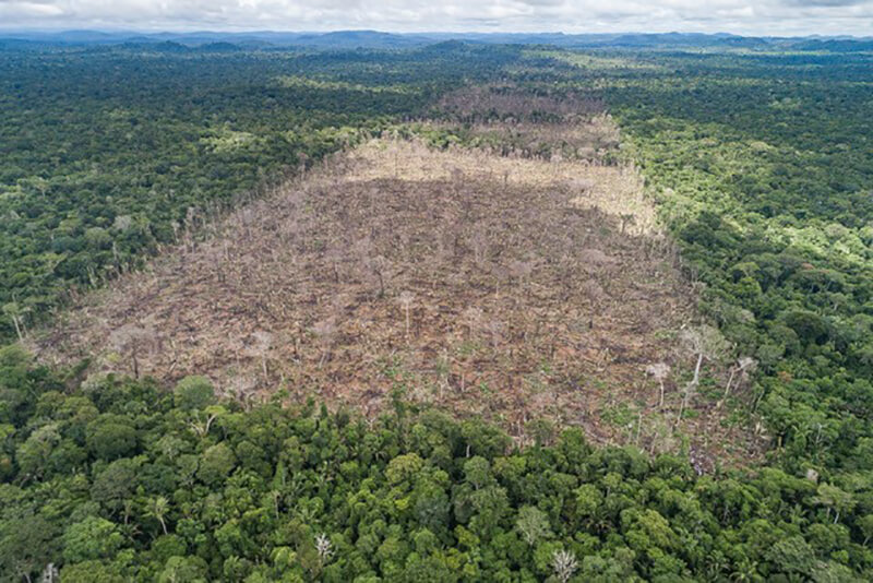 Deforestation drove massive Amazon rainforest fires of 2019 - Purdue  University News