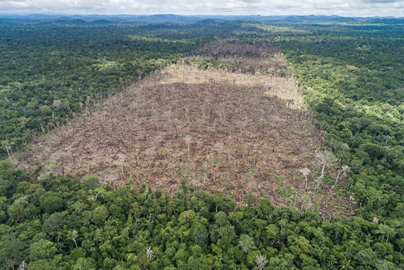 Amazon Forest Deforestation